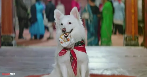 Filmi Pets - Tuffy