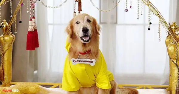 Filmi Pets - Entertainment